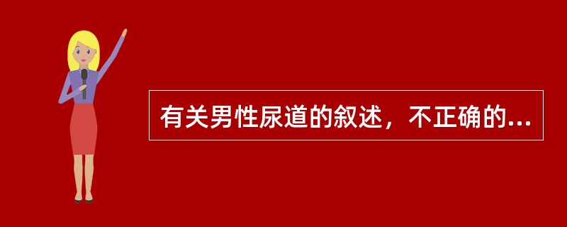 有关男性尿道的叙述，不正确的是（　　）。