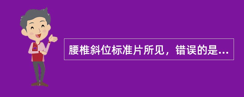 腰椎斜位标准片所见，错误的是（　　）。