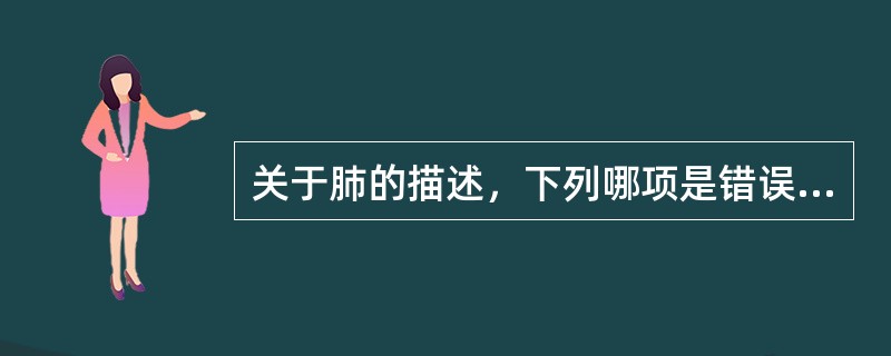 关于肺的描述，下列哪项是错误的？（　　）