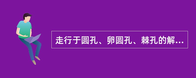 走行于圆孔、卵圆孔、棘孔的解剖结构分别为（　　）。