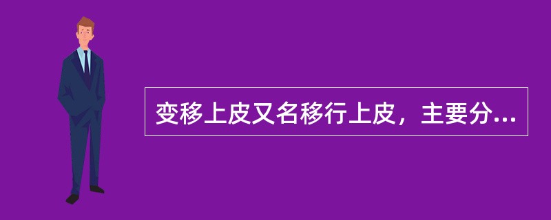 变移上皮又名移行上皮，主要分布在（）