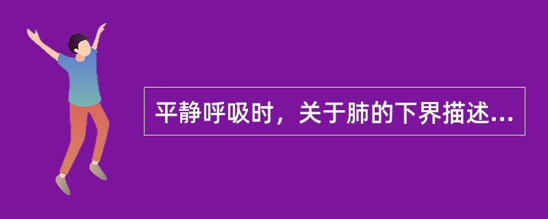 平静呼吸时，关于肺的下界描述，下列哪项是错误的
