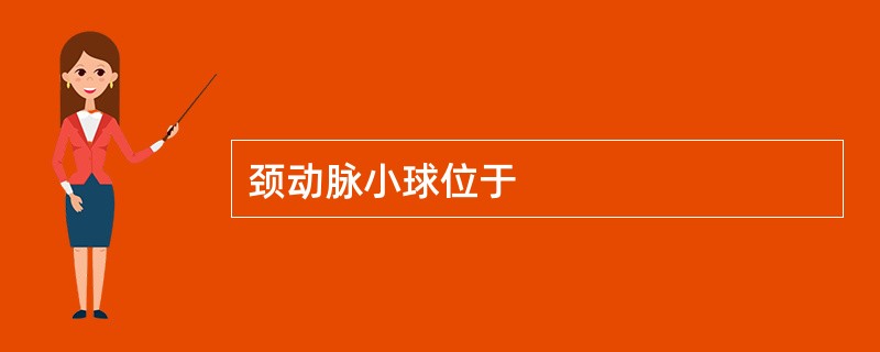 颈动脉小球位于