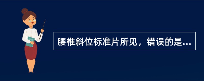 腰椎斜位标准片所见，错误的是（　　）。