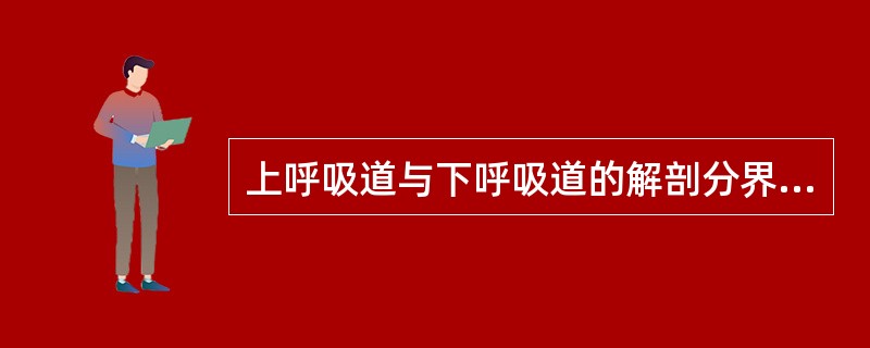 上呼吸道与下呼吸道的解剖分界是（）