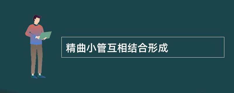 精曲小管互相结合形成