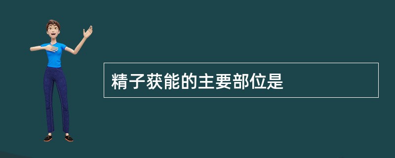 精子获能的主要部位是