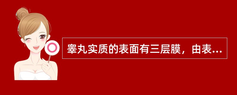 睾丸实质的表面有三层膜，由表及里依次为