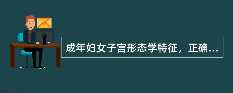 成年妇女子宫形态学特征，正确的是