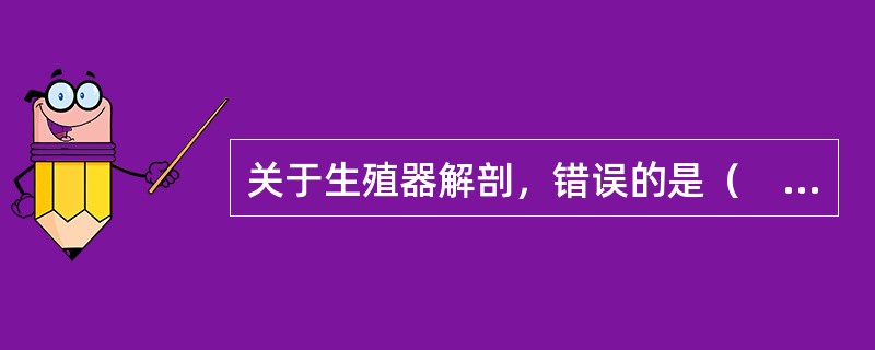 关于生殖器解剖，错误的是（　　）。