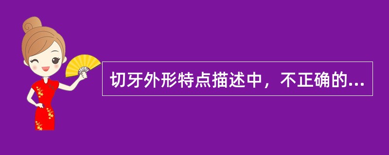 切牙外形特点描述中，不正确的是（　　）。
