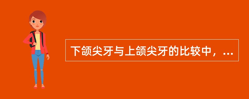 下颌尖牙与上颌尖牙的比较中，不正确的是（　　）。