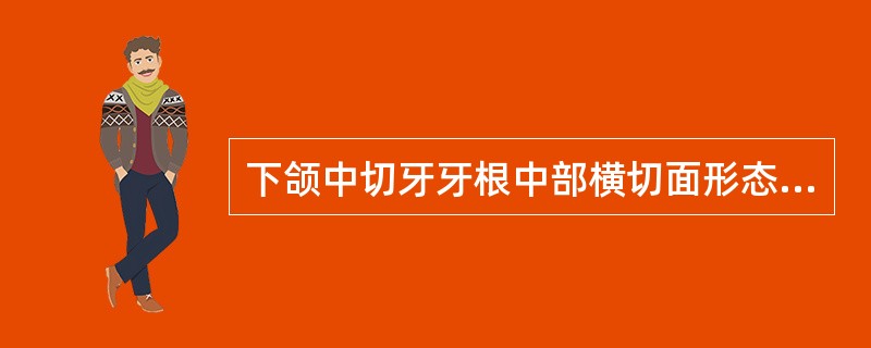 下颌中切牙牙根中部横切面形态是（　　）。