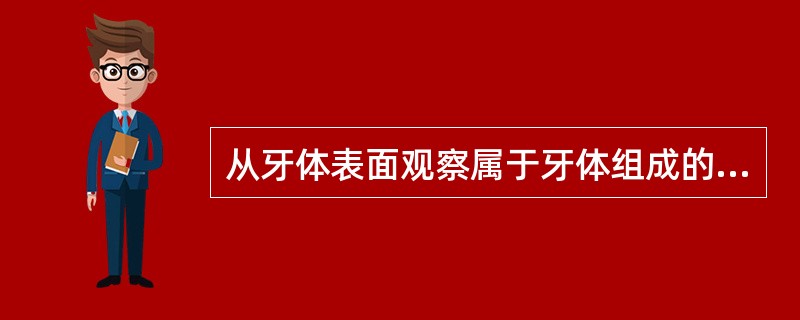 从牙体表面观察属于牙体组成的是（　　）。