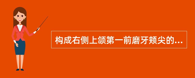 构成右侧上颌第一前磨牙颊尖的四个嵴不包括（　　）。