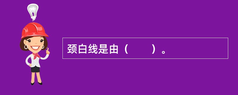 颈白线是由（　　）。