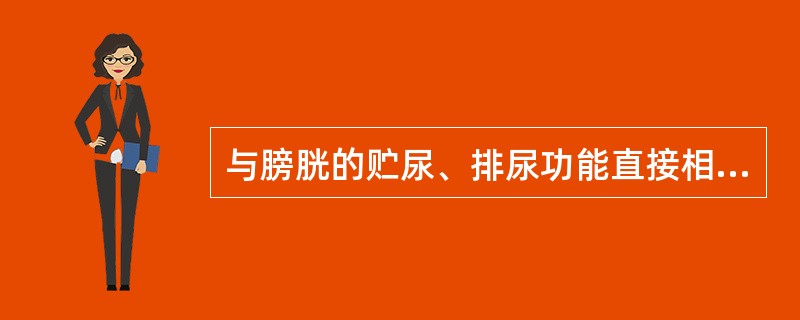 与膀胱的贮尿、排尿功能直接相关的是