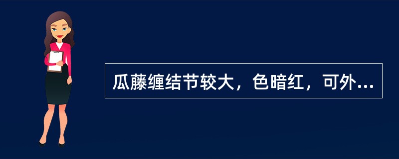 瓜藤缠结节较大，色暗红，可外用( )。
