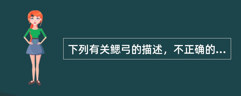 下列有关鳃弓的描述，不正确的是（　　）。