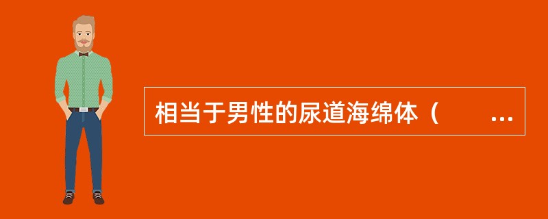 相当于男性的尿道海绵体（　　）。