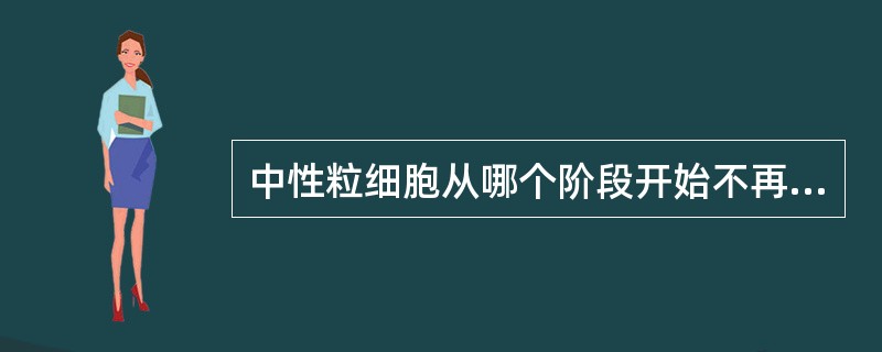 中性粒细胞从哪个阶段开始不再具有分裂能力？（　　）