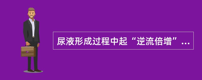 尿液形成过程中起“逆流倍增”作用的是