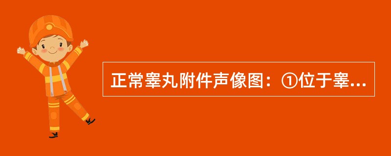 正常睾丸附件声像图：①位于睾丸上端、附睾头下方，附着于睾丸白膜上；②位于睾丸下端、附睾尾下方，附着于睾丸白膜下；③为有时带蒂的卵圆形小体，大小为0.5cm，回声略强于睾丸；④为不带蒂蚕豆形小体，大小为