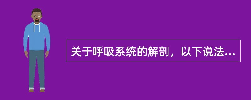 关于呼吸系统的解剖，以下说法错误的是（　　）。