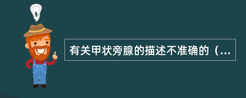 有关甲状旁腺的描述不准确的（　　）。