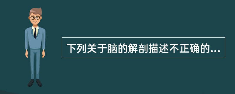 下列关于脑的解剖描述不正确的是（　　）。