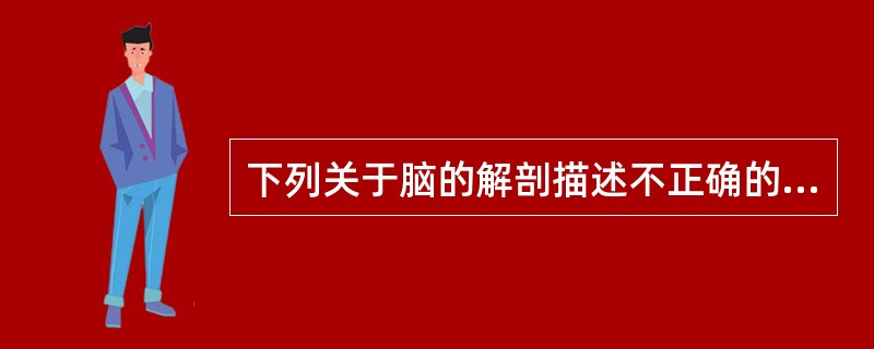 下列关于脑的解剖描述不正确的是（　　）。