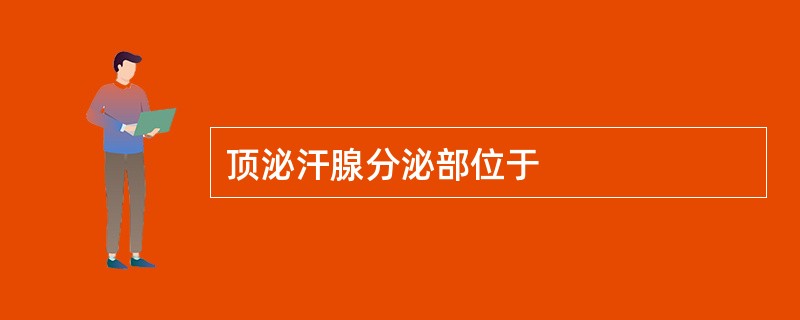 顶泌汗腺分泌部位于