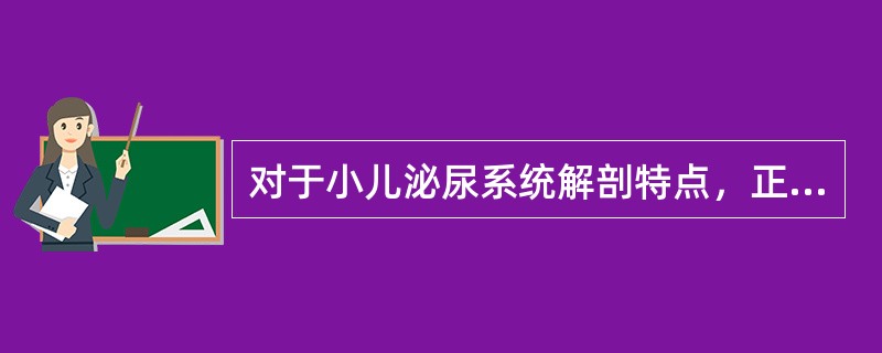 对于小儿泌尿系统解剖特点，正确的是