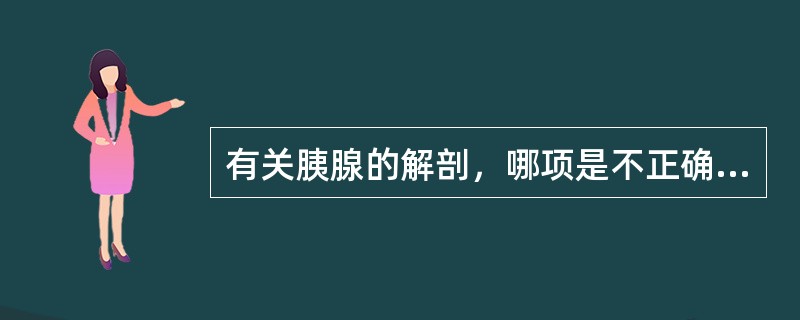 有关胰腺的解剖，哪项是不正确的？（　　）