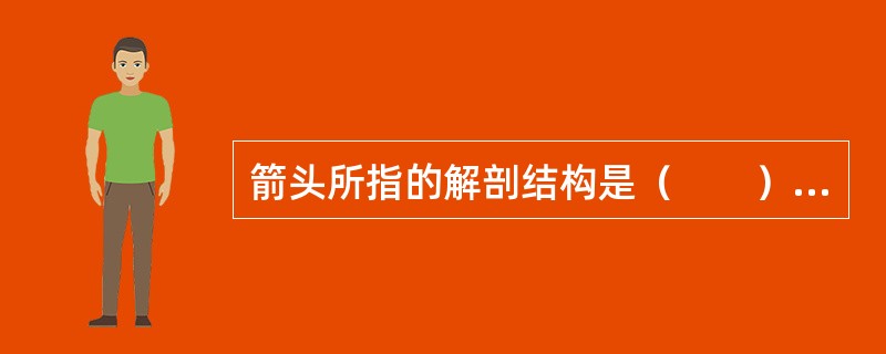 箭头所指的解剖结构是（　　）。<br /><img border="0" style="width: 247px; height: 194px;&quo