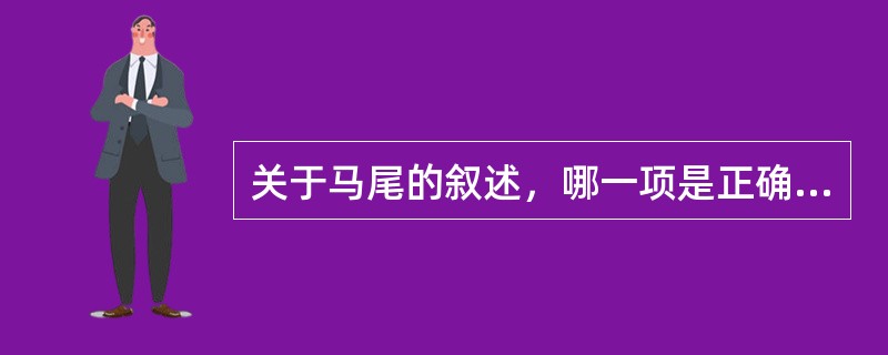 关于马尾的叙述，哪一项是正确的？（　　）