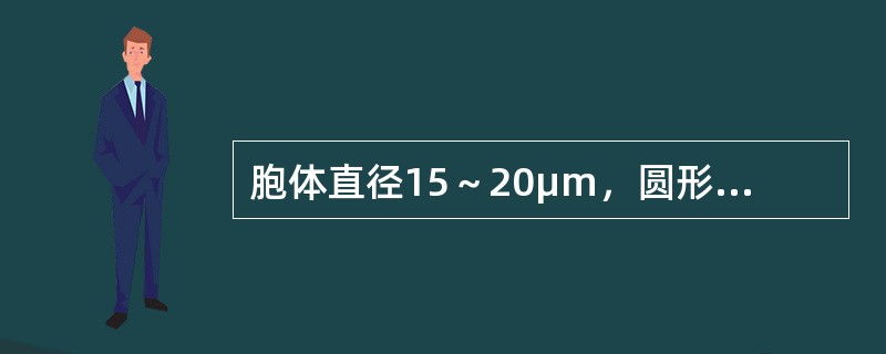 胞体直径15～20μm，圆形或椭圆形。胞核较大，圆形，类圆形，核染色质纤细，呈疏松网状，核仁1～3个。胞质较丰富，呈灰蓝色，不透明，边缘不规则，有时可见伪足状突出（　　）。