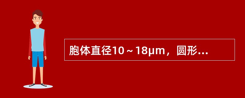 胞体直径10～18μm，圆形或椭圆形。胞核较大，圆形或椭圆形，位于中央或稍偏一侧，核染色质纤细，呈颗粒状，核膜较厚，界线清楚，核仁1～2个。胞质较少，呈淡蓝色，透明，核周界明显，无颗粒（　　）。