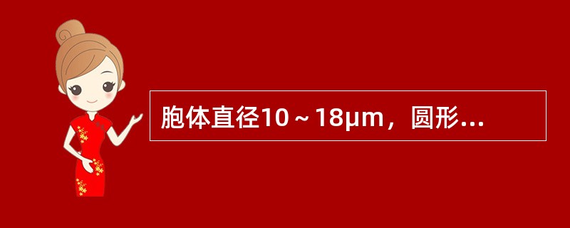 胞体直径10～18μm，圆形或椭圆形，胞核圆形或椭圆形，约占细胞直径的2/3以上，核染色质可浓集成粗密的小块，核仁模糊或消失，胞质量多，染不透明蓝或深蓝色，仍可见瘤状突起及核周淡染区（　　）。