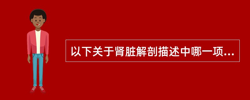 以下关于肾脏解剖描述中哪一项是错误的