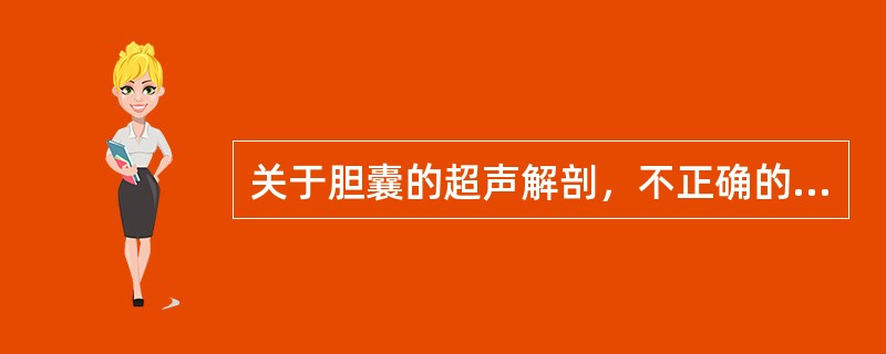 关于胆囊的超声解剖，不正确的是（　　）。