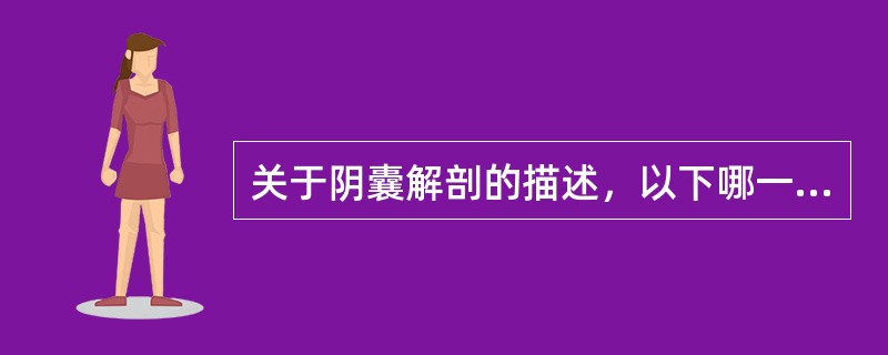 关于阴囊解剖的描述，以下哪一项不正确