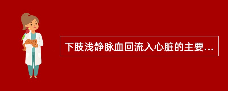 下肢浅静脉血回流入心脏的主要途径是（　　）。