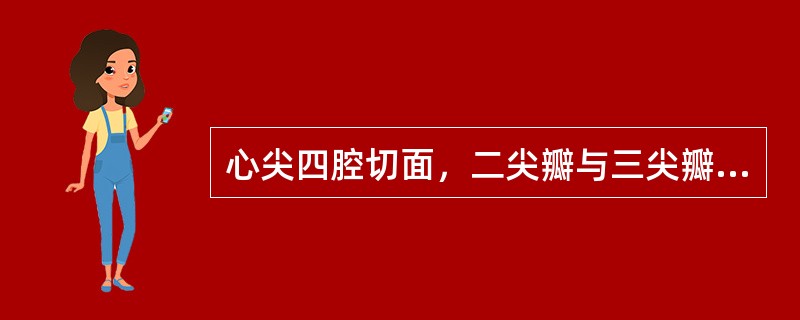 心尖四腔切面，二尖瓣与三尖瓣的鉴别正确的是（　　）。