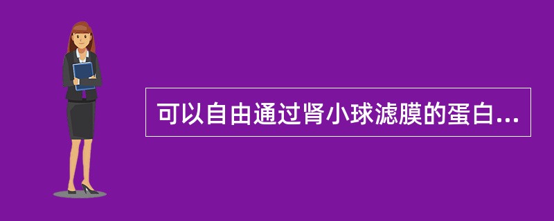 可以自由通过肾小球滤膜的蛋白质是（　　）。