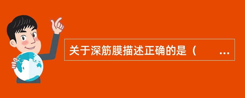 关于深筋膜描述正确的是（　　）。