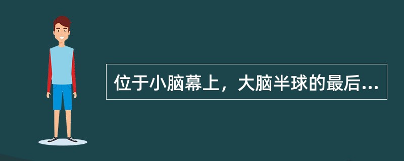 位于小脑幕上，大脑半球的最后部的脑叶是（　　）。