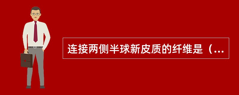 连接两侧半球新皮质的纤维是（　　）。