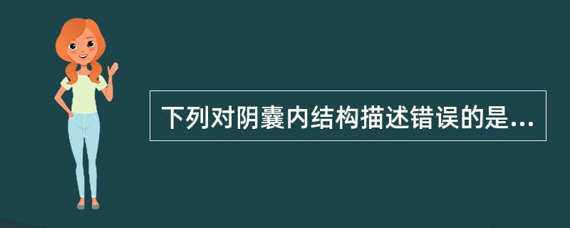 下列对阴囊内结构描述错误的是（　　）。