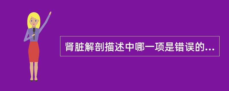 肾脏解剖描述中哪一项是错误的？（　　）